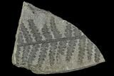 Pennsylvanian Fossil Fern (Lyginopteris) - Alabama #112738-1
